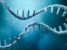 Πώς το mRNA κατάφερε να ανανεώσει το γερασμένο ανοσοποιητικό σύστημα και να γυρίσει πίσω το "ρολόι" των ανοσοκυττάρων