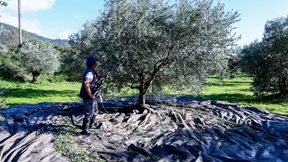 Η κρίση του ελαιόλαδου και η Ελλάδα