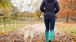 Ένα εμβόλιο αντιστρέψιμης στείρωσης για σκύλους ανέπτυξαν επιστήμονες στο Πανεπιστήμιο της Χιλής