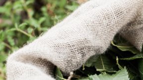 Το μυστικό της νεότητας βρέθηκε στην αρκαδική καστανιά!