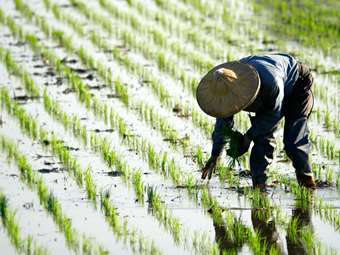 Κίνα: Ετήσια αύξηση 14,9% κατέγραψαν οι χορηγήσεις των δανείων της αγροτικής οικονομίας στα τέλη του 2023