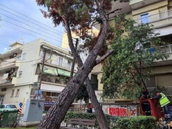 Ηράκλειο: Συνεχίζονται οι απομακρύνσεις δένδρων που έχουν κριθεί ως επικίνδυνα, για την ασφάλεια των ανθρώπων