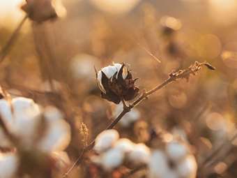 Δεσπόζουσα η θέση της Ελλάδας στην ευρωπαϊκή παραγωγή βάμβακος