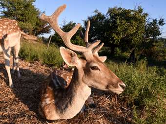 Πάρκα για την προστασία των χιλιάδων ελαφιών της Ρόδου
