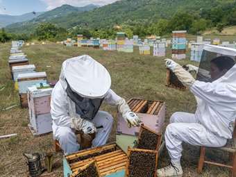 ΕΛΓΟ - ΔΗΜΗΤΡΑ: Από 5 Δεκεμβρίου τα δωρεάν προγράμματα εκπαίδευσης-κατάρτισης για επαγγελματίες μελισσοκόμους
