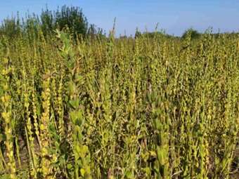 Επιστροφή της καλλιέργειας σουσαμιού για την ανασυγκρότηση της θεσσαλικής γεωργίας