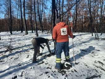 WWF Ελλάς: Ανέλαβε μελέτη αποκατάστασης για τα δασικά οικοσυστήματα του Έβρου