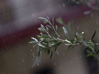Προβλήματα λόγω έντονης βροχόπτωσης στο Μεσολόγγι: Πλημμύρισαν σπίτια και καταστήματα - Κλειστά την Παρασκευή τα σχολεία