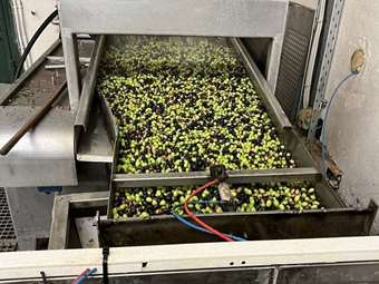 Βγήκε το πρώτο λάδι του δήμου Θεσσαλονίκης – Αναζητούνται "νονοί" για το όνομα και την ετικέτα