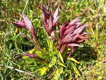 Μυτιλήνη: Άνοιξη με άγριες ορχιδέες στη σκιά απολιθωμένων κορμών ηλικίας 20 εκατομμυρίων ετών