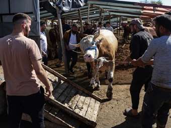 Τουρκία: Σχεδόν 16.000 ερασιτέχνες χασάπηδες του Αΐντ τραυματίσθηκαν