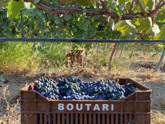 Ηλ. Γεωργιάδης: Πώς "γύρισε" η Μπουτάρης και το ιδανικό deal στο τσίπουρο