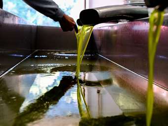 Reuters: Η αβεβαιότητα των δασμών Τραμπ οδηγεί τους Έλληνες ελαιοπαραγωγούς σε αναζήτηση αγορών εκτός ΗΠΑ