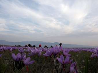 Kοζάνη: Χαμηλές και φέτος οι προσδοκίες για την παραγωγή κρόκου- Συμπλήρωμα διατροφής με κρόκο σύντομα στα φαρμακεία