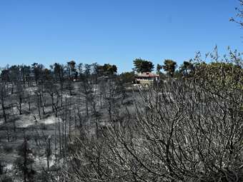 Γ. Χατζηθεοδοσίου: Το ΕΕΑ φυτεύει 20.000 δέντρα στις καμένες περιοχές - "Έχουμε χρέος να ξαναδώσουμε ζωή στην Αττική"