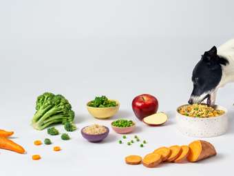 petchef: Ολοκλήρωσε νέο γύρο χρηματοδότησης ύψους άνω του 1 εκατ. ευρώ