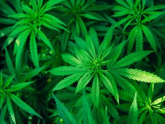 Οι πρώτες συνταγές για θεραπεία πόνου με φαρμακευτική κάνναβη χορηγήθηκαν από το Ιατρείο Πόνου του Παπαγεωργίου