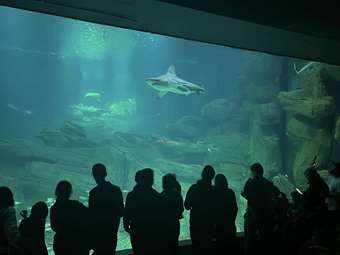 Γαλλία: Διαμαρτυρία φιλοζωικών οργανώσεων έξω από το Ενυδρείο του Παρισιού για το ρεβεγιόν που οργανώνει