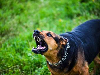 Θάνατος δίχρονου από επίθεση πιτ μπουλ στη Ζάκυνθο - Πώς συνέβη η τραγωδία