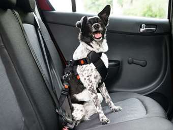 Εντυπωσιακό video δείχνει τη χρησιμότητα των πίσω ζωνών ασφαλείας