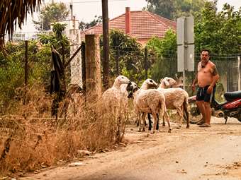 Σε κέντρα φιλοξενίας οι κάτοικοι που απομακρύνθηκαν από τα σπίτια τους λόγω της πυρκαγιάς στην Ηλεία