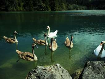 Αλώβητη προς το παρόν η χώρα μας από τη γρίπη των πτηνών