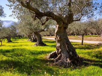 Deoleo: Η αγορά ελαιόλαδου αντιμετωπίζει μια από τις πιο δύσκολες στιγμές στην ιστορία