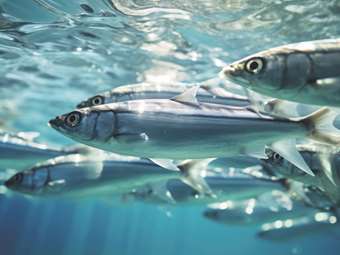 Πώς έφτασαν σε τέλµα οι ελληνικές ιχθυοκαλλιέργειες