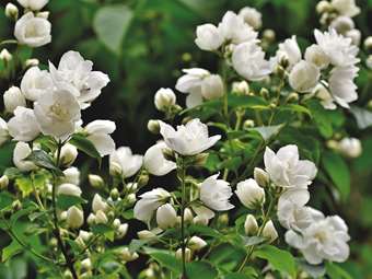 BBC: Οι δυο κολλοσοί αρωμάτων που έκαναν χρήση παιδικής εργασίας