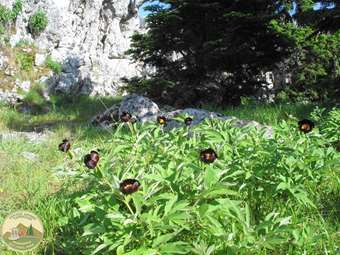 Απόθεμα Βιόσφαιρας της UNESCO ανακηρύχθηκε ο Πάρνωνας και το Ακρωτήριο Μαλέας