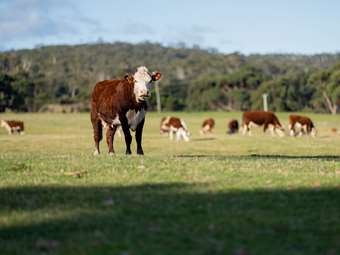 Δασμοί Τραμπ στο αυστραλιανό μοσχάρι: Η βιομηχανία κρέατος της Αυστραλίας κερδίζει έδαφος παρά τους περιορισμούς