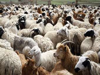 ΕΟΦ: Δεν υφίσταται αδειοδοτημένο εμβόλιο κατά της ευλογιάς των αιγοπροβάτων στην Ελλάδα και στην ΕΕ