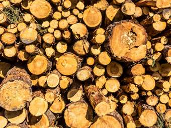 Μουλάρια και κορμοί δέντρων - Υλοτόμοι στα ψηλά του Βοΐου