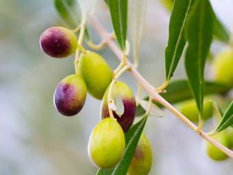 Αποζημιώσεις απωλειών ελαιοπαραγωγής από ανομβρία και καύσωνες, ζητάει μέσω του προέδρου του, Γ. Μαλανδράκη ο Σύνδεσμος Ελαιοκομικών δήμων Κρήτης