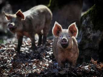 Δανία: Επιστήμονες ανέπτυξαν έναν αλγόριθμο που "ερμηνεύει" τη γλώσσα των γουρουνιών