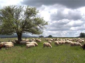 Σκάνδαλο με παράνομα βοσκοτόπια σε νησιά του Αιγαίου και Δυτ. Μακεδονία καταγγέλλουν βουλευτές του ΠΑΣΟΚ