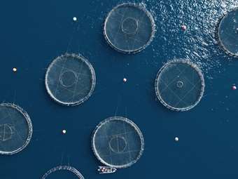 Ιχθυοκαλλιέργειες: Ο ρόλος της Avramar στη μείωση της ελληνικής παραγωγής και η είσοδος των Τούρκων εμπόρων στην Ελλάδα