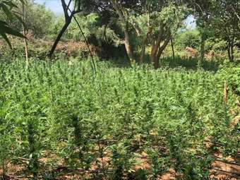 Γερμανία: Μερική νομιμοποίηση της κάνναβης από τον Απρίλιο