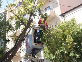 Άργος Ορεστικό: Δέντρο έπεσε στο πάρκο Εθνικής Αντίστασης – Από τύχη δεν τραυματίστηκε περαστικός