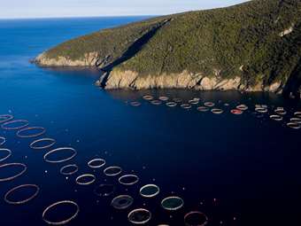 Εμπόδιο στη χρηματοδότηση των εταιρειών ιχθυοκαλλιέργειας η κατάρρευση της Avramar