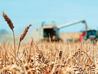 Ρωσία: Οι πρόσφατοι παγετοί κατέστρεψαν το 1% της έκτασης σποράς