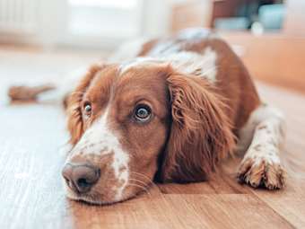Θεσμοθετείται σήμα τουριστικού καταλύματος φιλικού προς τα ζώα συντροφιάς
