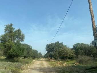 Πλειστηριασμοί: Άλλαξαν χέρια αγροτεμάχια της οικογένειας Αγούδημου