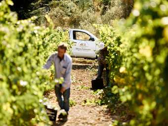 Cavino: Τι τζιράρει ο μεγαλύτερος όμιλος κρασιού στην Ελλάδα μετά την εξαγορά του Μπαμπατζίμ