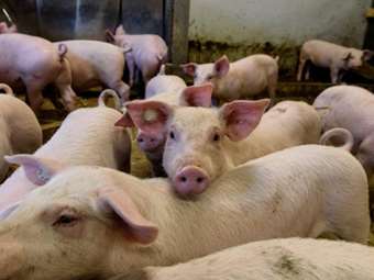 Ισπανία: Κινητοποιεί τον στρατό κατά της πανώλης των χοίρων - Πιθανό να προκλήθηκε από μολυσμένο σάντουιτς