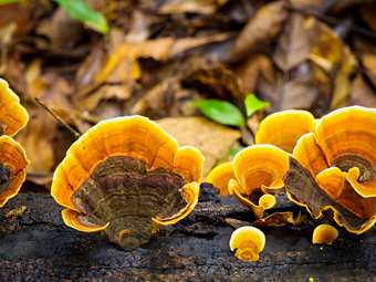 Πώς από τα άγρια μανιτάρια μπορεί να προκληθεί ηπατική ανεπάρκεια - Γιατί πρέπει να είμαστε πολύ προσεκτικοί