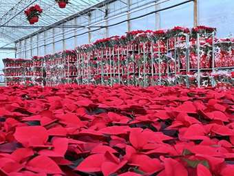 "Καν’το όπως οι Ολλανδοί": Οικογένεια από την Αγχίαλο Θεσσαλονίκης εξάγει πάνω από εκατό χιλιάδες αλεξανδρινά - το φυτό των Χριστουγέννων.