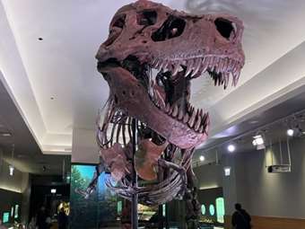 Ελβετία: 5,6 εκατ. ευρώ για σκελετό Τυραννόσαυρου Ρεξ σε δημοπρασία