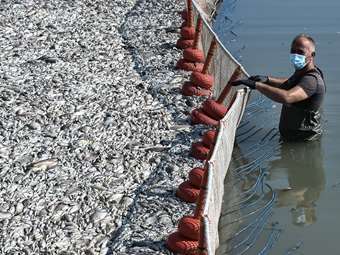 Σε κατάσταση Έκτακτης Ανάγκης Πολιτικής Προστασίας ο Βόλος λόγω των νεκρών ψαριών στον Παγασητικό κόλπο