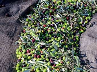 Ελαιόλαδο: Κρίση ήταν και πέρασε;